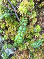 Gaultheria hispidula