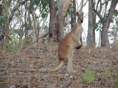 Osphranter antilopinus