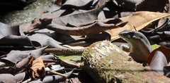 Eutropis rudis