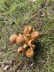 Gymnopilus subspectabilis