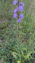 Liatris scariosa