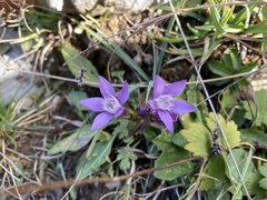 Gentianella germanica