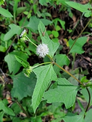 Melanthera nivea
