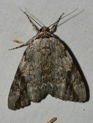 Catocala maestosa