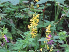Corydalis pauciovulata