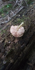 Pluteus chrysophlebius