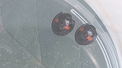 Chilocorus renipustulatus