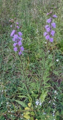 Liatris scariosa