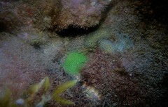Plesiastrea versipora