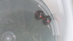 Chilocorus renipustulatus