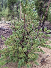 Pinus albicaulis