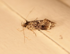 Barea platyochra