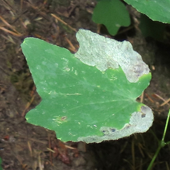 Phytomyza vancouveriella