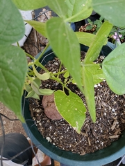 Phaseolus vulgaris
