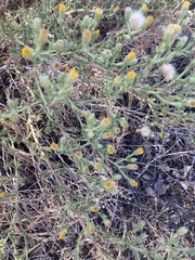 Heterotheca oregona