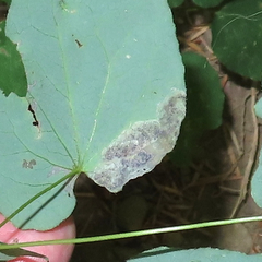 Phytomyza vancouveriella