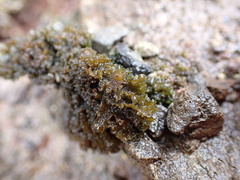 Lathagrium cristatum