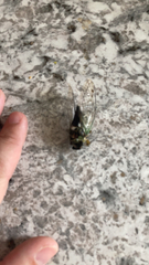 Neotibicen pruinosus