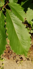 Quercus montana