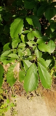 Quercus montana