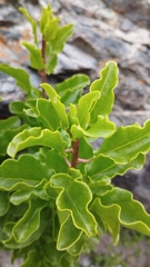 Anisomeria littoralis