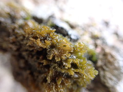 Lathagrium cristatum