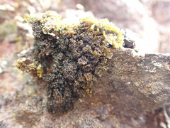 Lathagrium cristatum