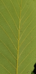 Quercus montana