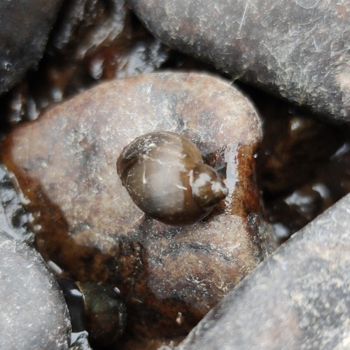 Ladislavella emarginata observed 2022-09-13