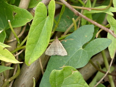 Zanclognatha pedipilalis