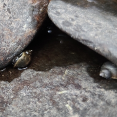 Ladislavella emarginata