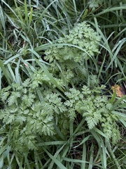 Anthriscus sylvestris