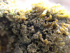 Lathagrium cristatum