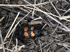 Nicrophorus