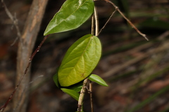 Passiflora pallida