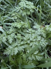 Anthriscus sylvestris