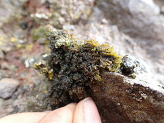 Lathagrium cristatum