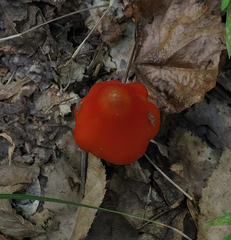 Hygrocybe