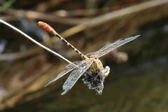 Erpetogomphus designatus