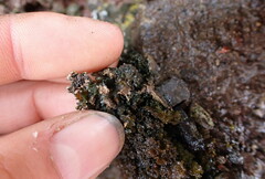 Lathagrium cristatum