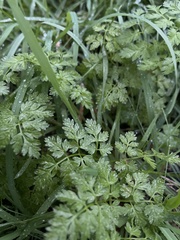 Anthriscus sylvestris