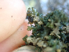 Lathagrium cristatum