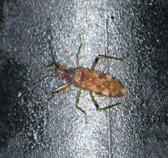 Ozophora picturata