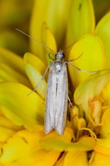 Homoeosoma electella
