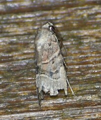 Elaphria fuscimacula