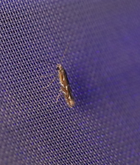 Parectopa pennsylvaniella