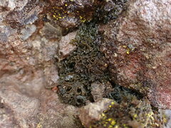 Lathagrium cristatum