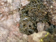 Lathagrium cristatum