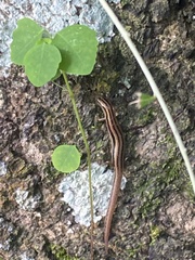 Sphenomorphus sanctus