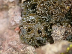 Lathagrium cristatum